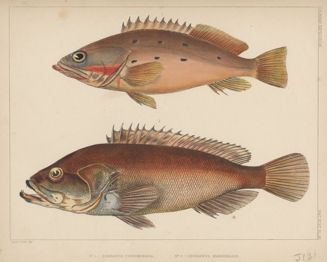 1. serranus Tsirimenara, 2. serranus Marginalis, 1855 alkotó: Bayard Taylor