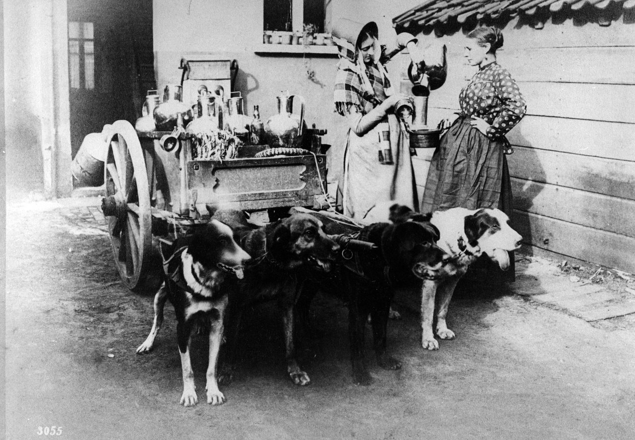 Tejet árusító kutyakocsi Brüsszelben, 1890 körül alkotó: Belgian Photographer