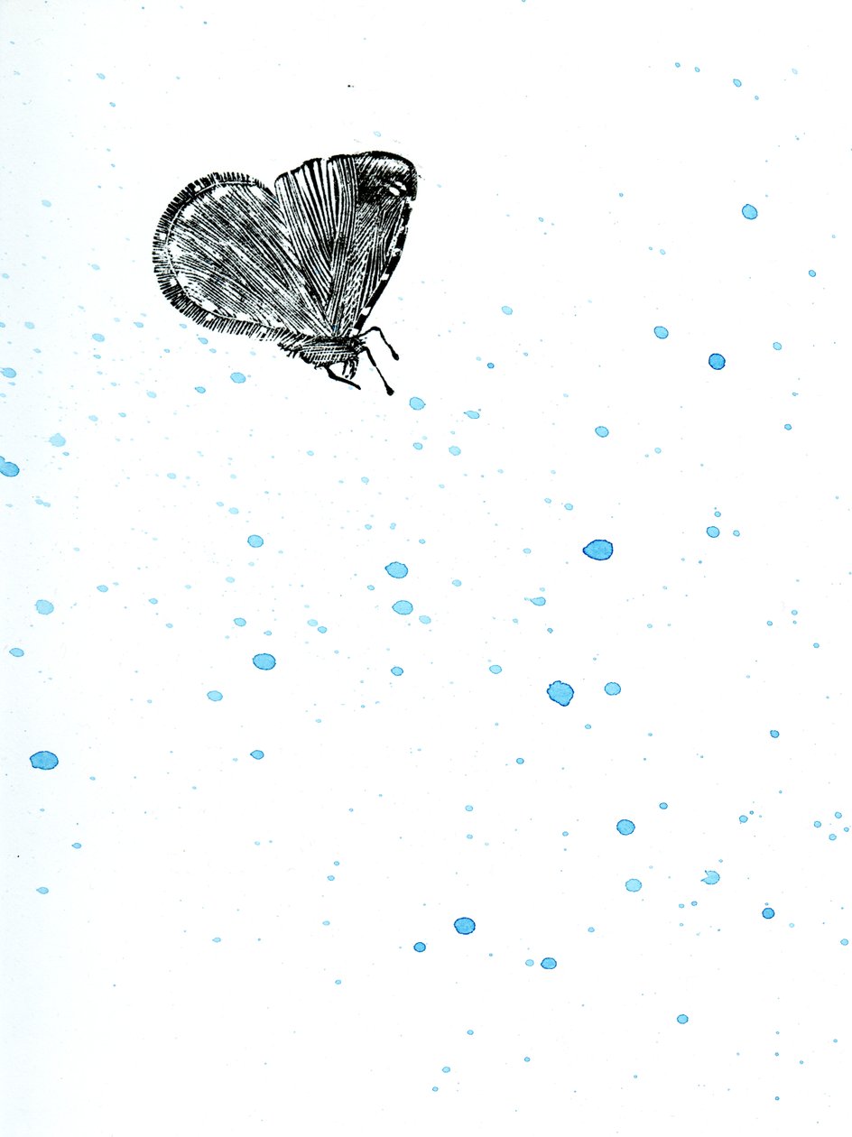 Moly {Fay-erie Dust}, 2014 (fametszet és akvarell papíron) alkotó: Bella Larsson