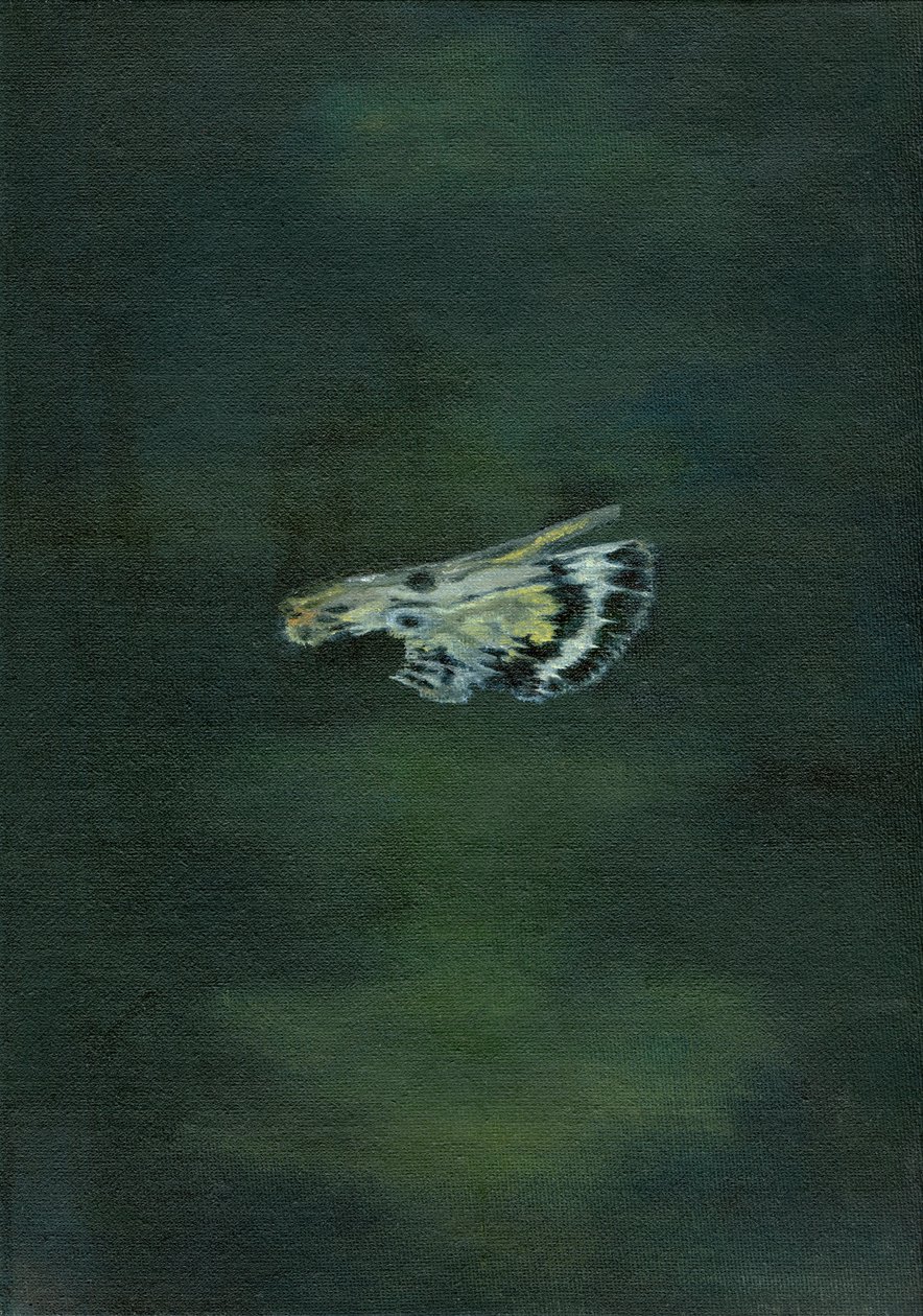 Moly Wing, 2014, alkotó: Bella Larsson