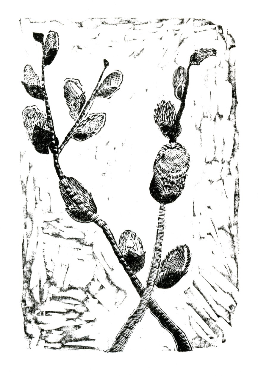 Sleeping Pussy Willow, 2014 (fametszet papíron) alkotó: Bella Larsson