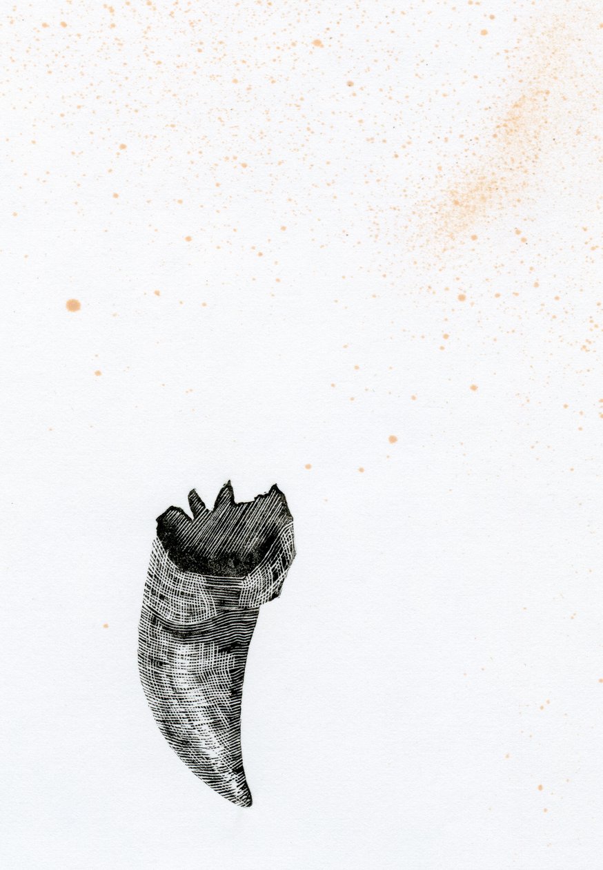 Tooth {Fay-erie Dust}, 2014 (fametszet és tus, papír) alkotó: Bella Larsson