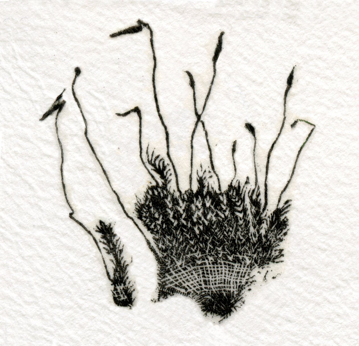 Bimbózó Moha, 2014, (fametszet gampira) alkotó: Bella Larsson