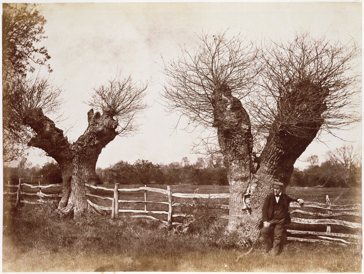 Sövényfa, 1852 (albumnyomat) alkotó: Benjamin Brecknell Turner
