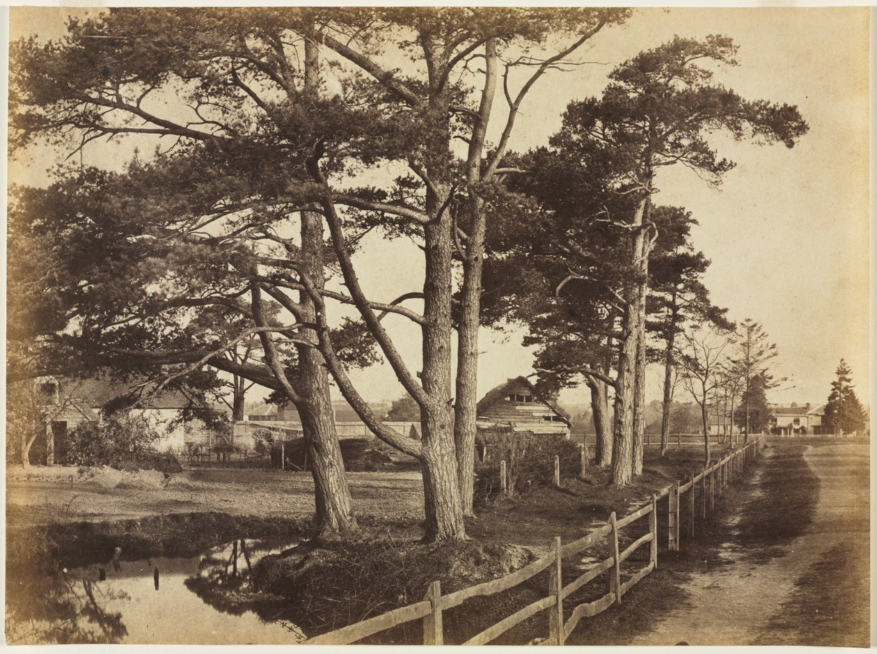 Scotch Firs, Hawkhurst alkotó: Benjamin Brecknell Turner