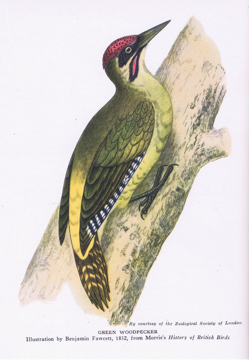 Green Woodpecker, Nature in Britain kiadó Collins alkotó: Benjamin Fawcett