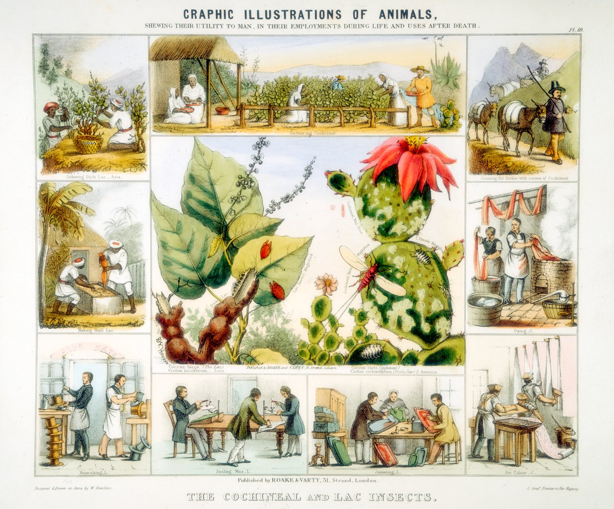 Cochineal és lac rovarok, c1850 alkotó: Benjamin Waterhouse Hawkins