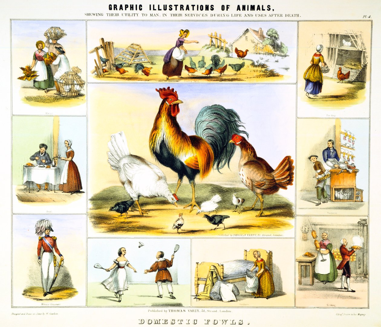Házi tyúk, c1850 alkotó: Benjamin Waterhouse Hawkins