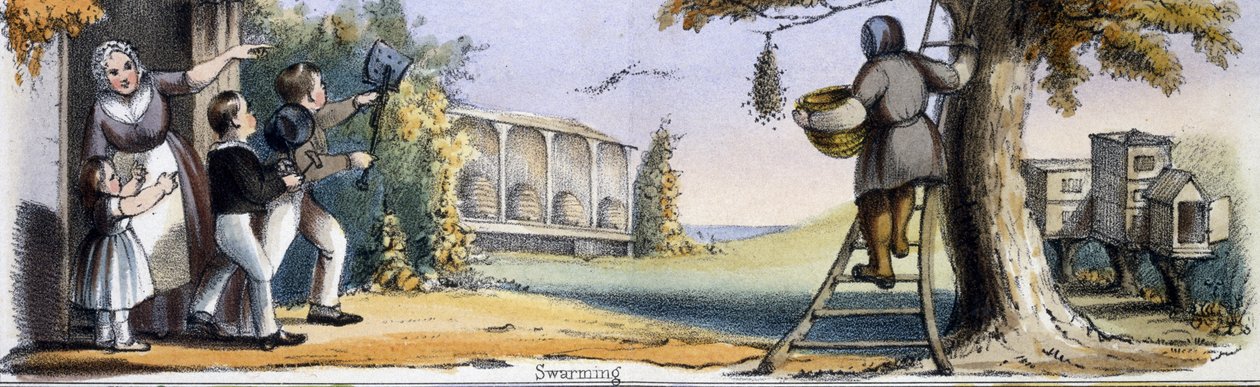 Rajzolás, A méh grafikus illusztrációiban az állatokról - Hasznosságuk bemutatása az ember számára az élet során és a halál utáni használat során, 1845 körül alkotó: Benjamin Waterhouse Hawkins