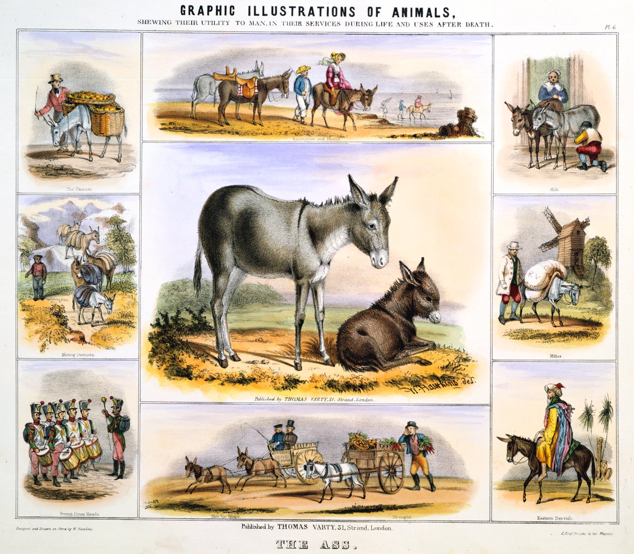 A szamár, c1850 alkotó: Benjamin Waterhouse Hawkins