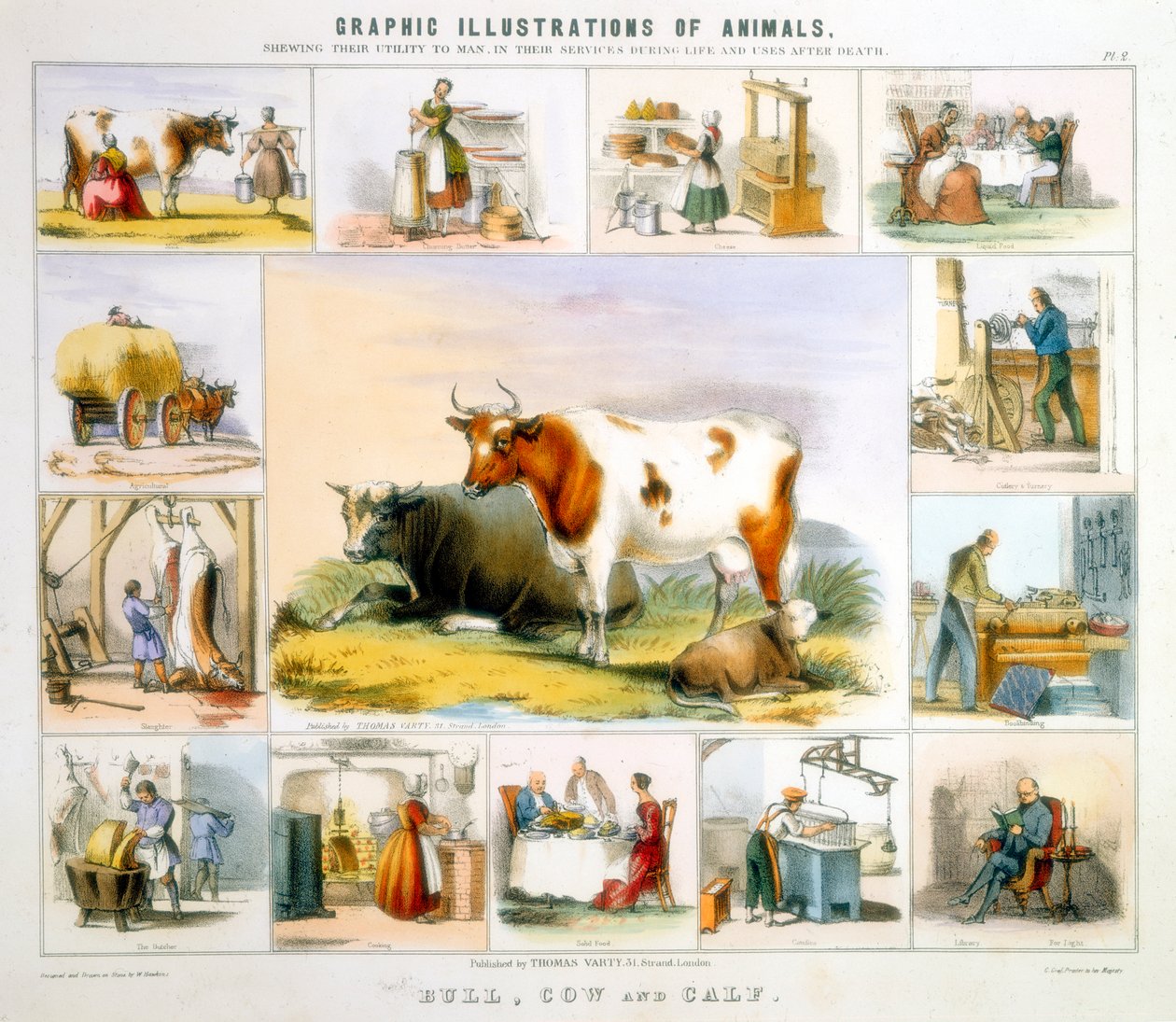 A tehén, c1850 alkotó: Benjamin Waterhouse Hawkins