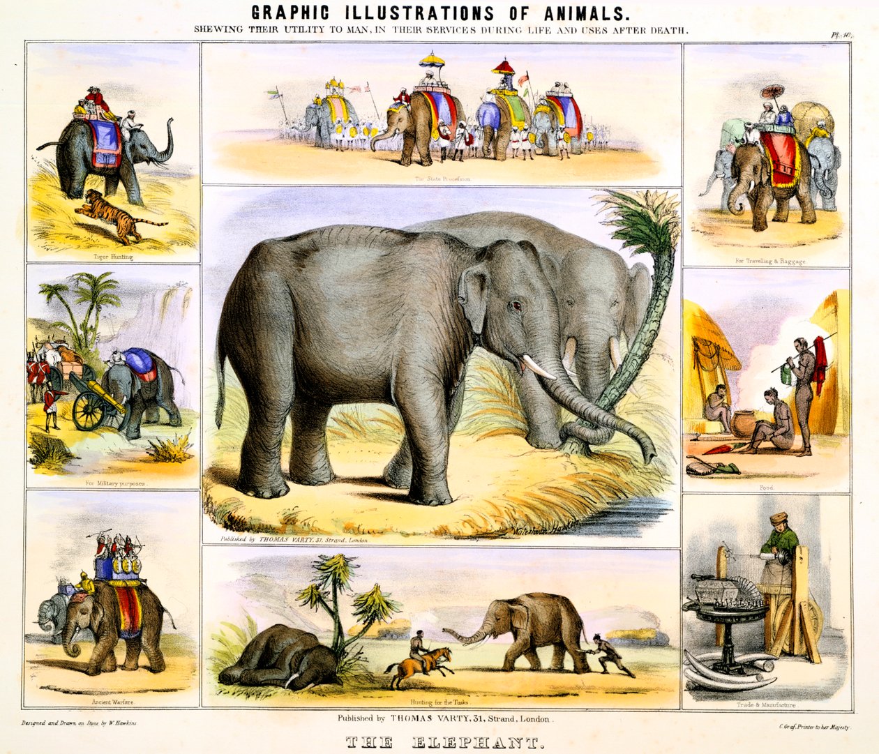 Az elefánt, c1850 alkotó: Benjamin Waterhouse Hawkins