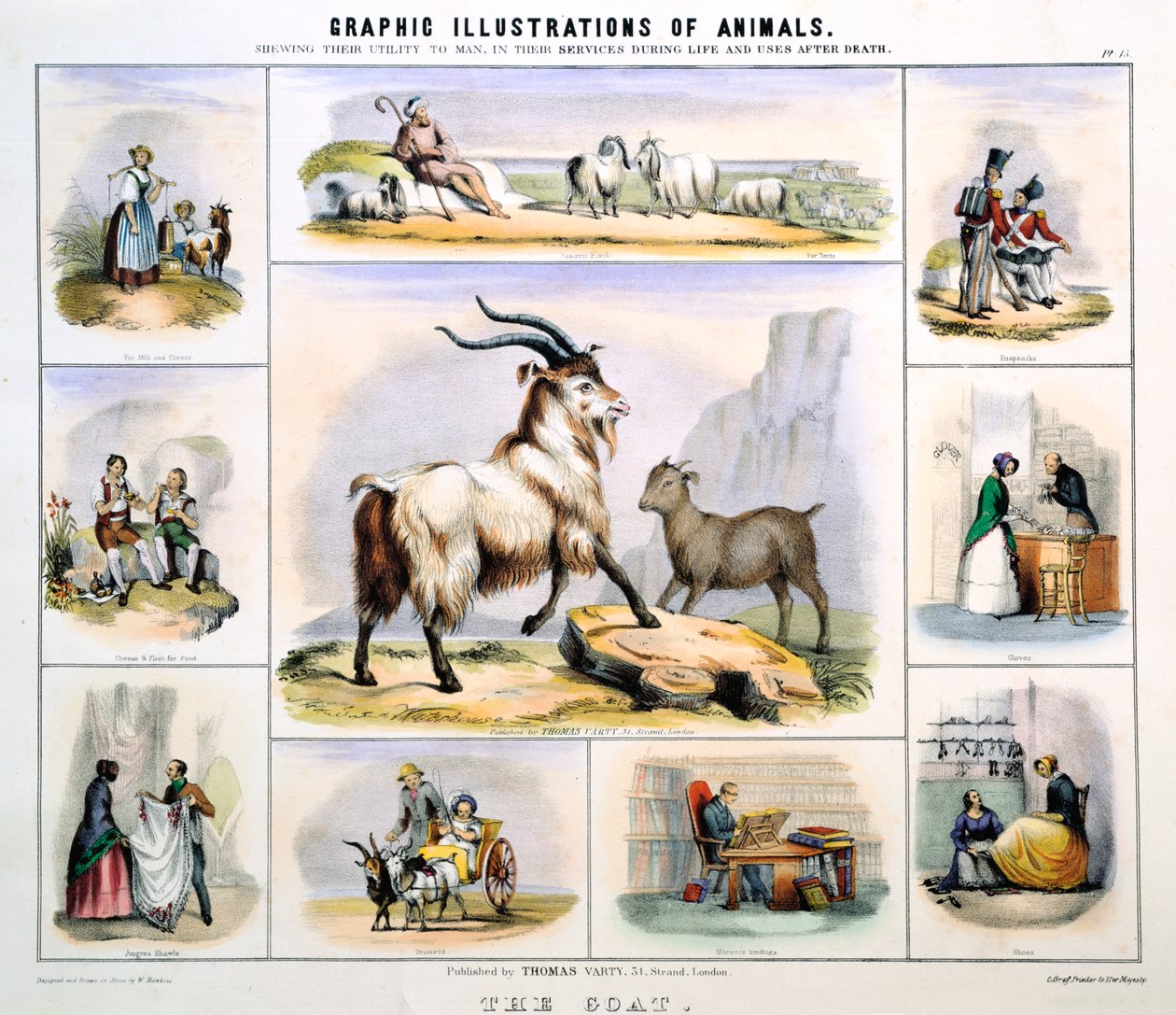 A kecske, c1850 alkotó: Benjamin Waterhouse Hawkins