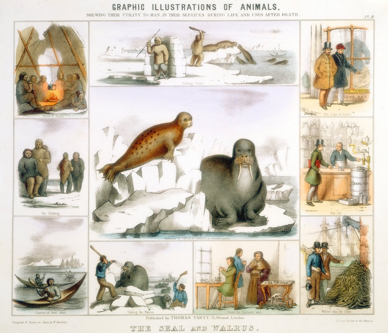 A fóka és a rozmár, c1850 alkotó: Benjamin Waterhouse Hawkins