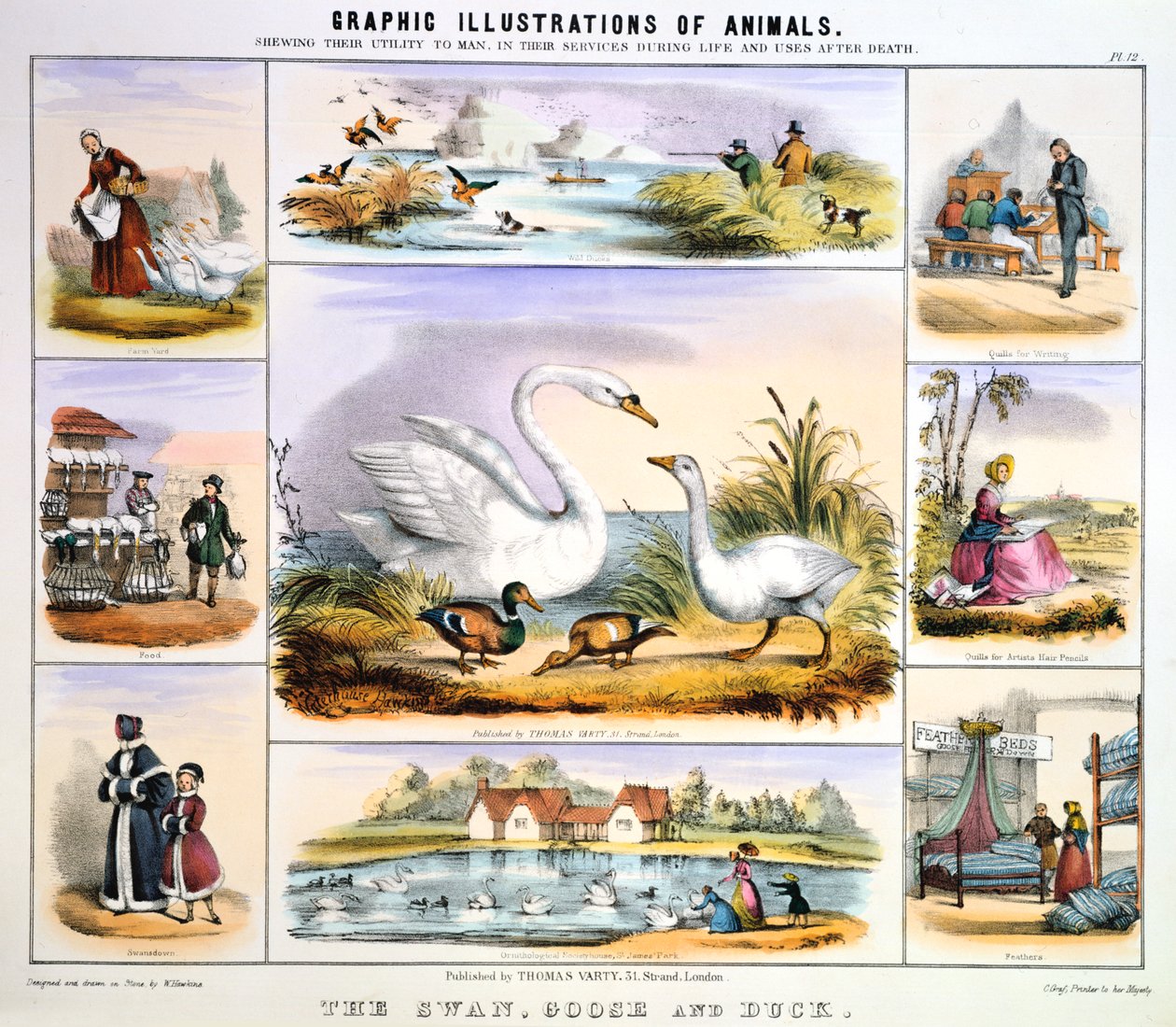 A hattyú, liba és kacsa, c1850 alkotó: Benjamin Waterhouse Hawkins