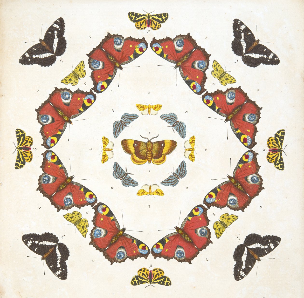 Részlet az 1. tábláról, az A Rare Depiction of Butterflies and Moths, pub. 1764 (kézzel színezett metszet) alkotó: Benjamin Wilkes