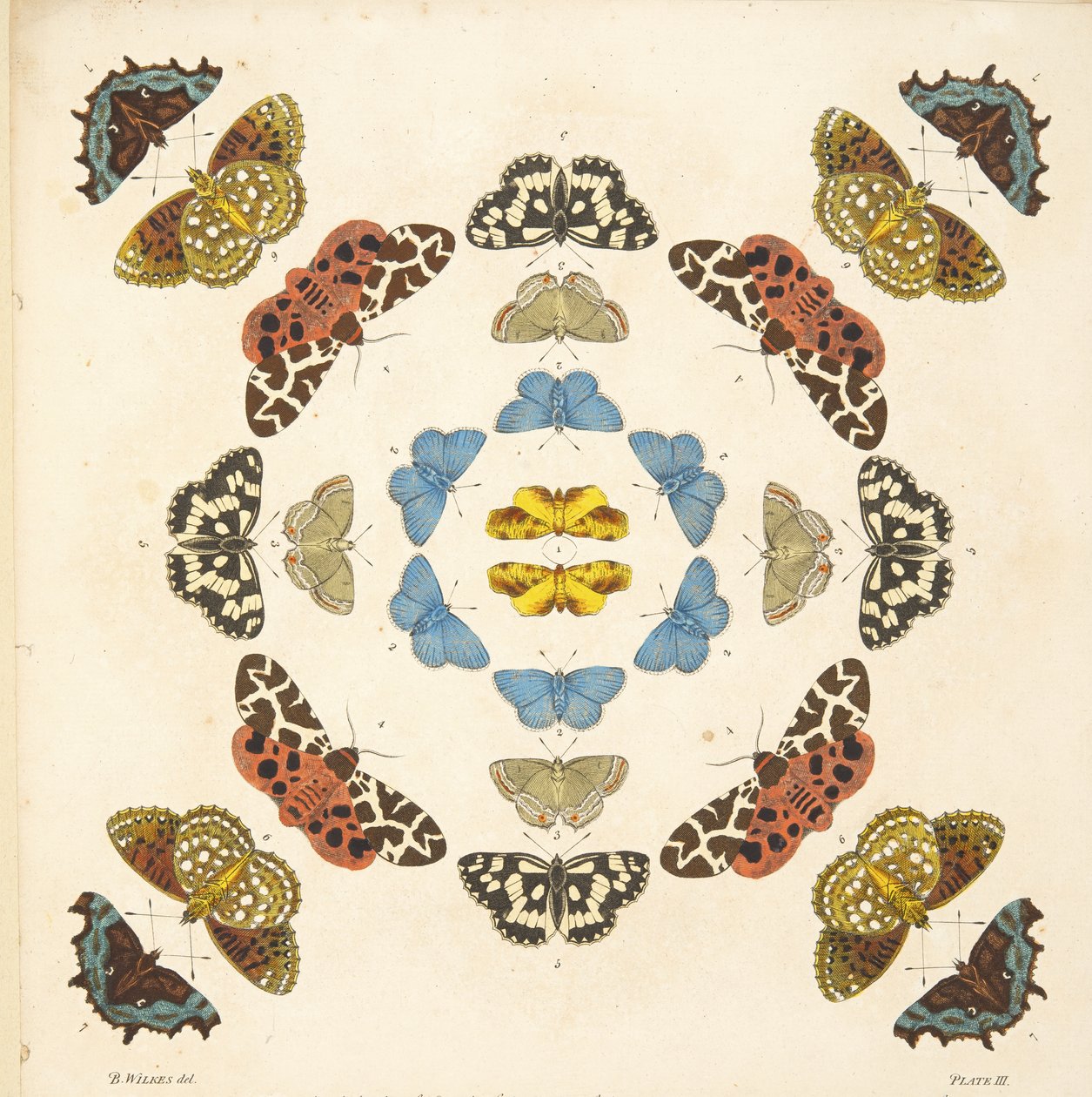 Részlet a III. tábláról, az A Rare Depiction of Butterflies and Moths, pub. 1764 (kézzel színezett metszet) alkotó: Benjamin Wilkes