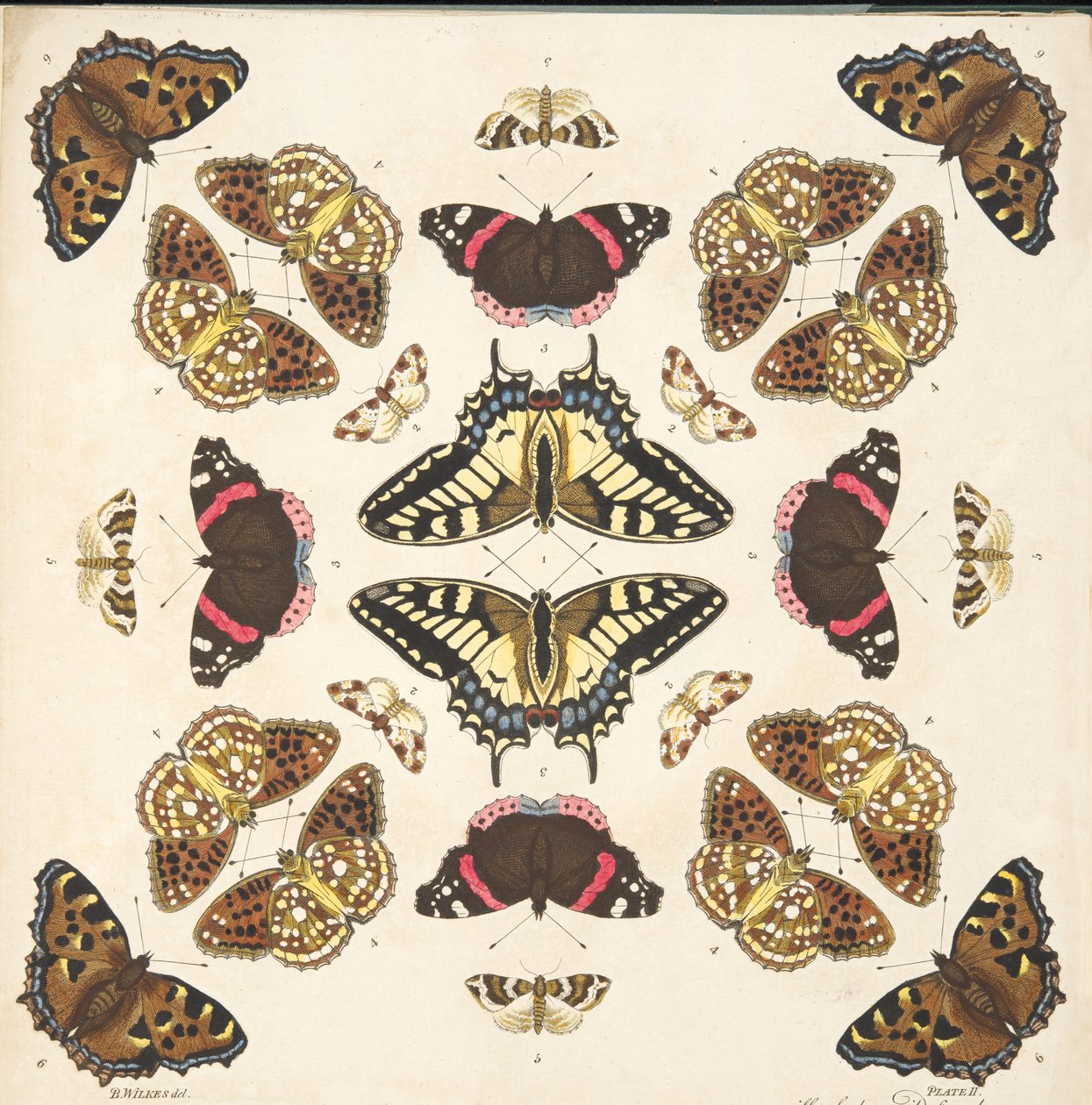 Részlet a II. tábláról, az A Rare Depiction of Butterflies and Moths, pub. 1764 (kézzel színezett metszet) alkotó: Benjamin Wilkes