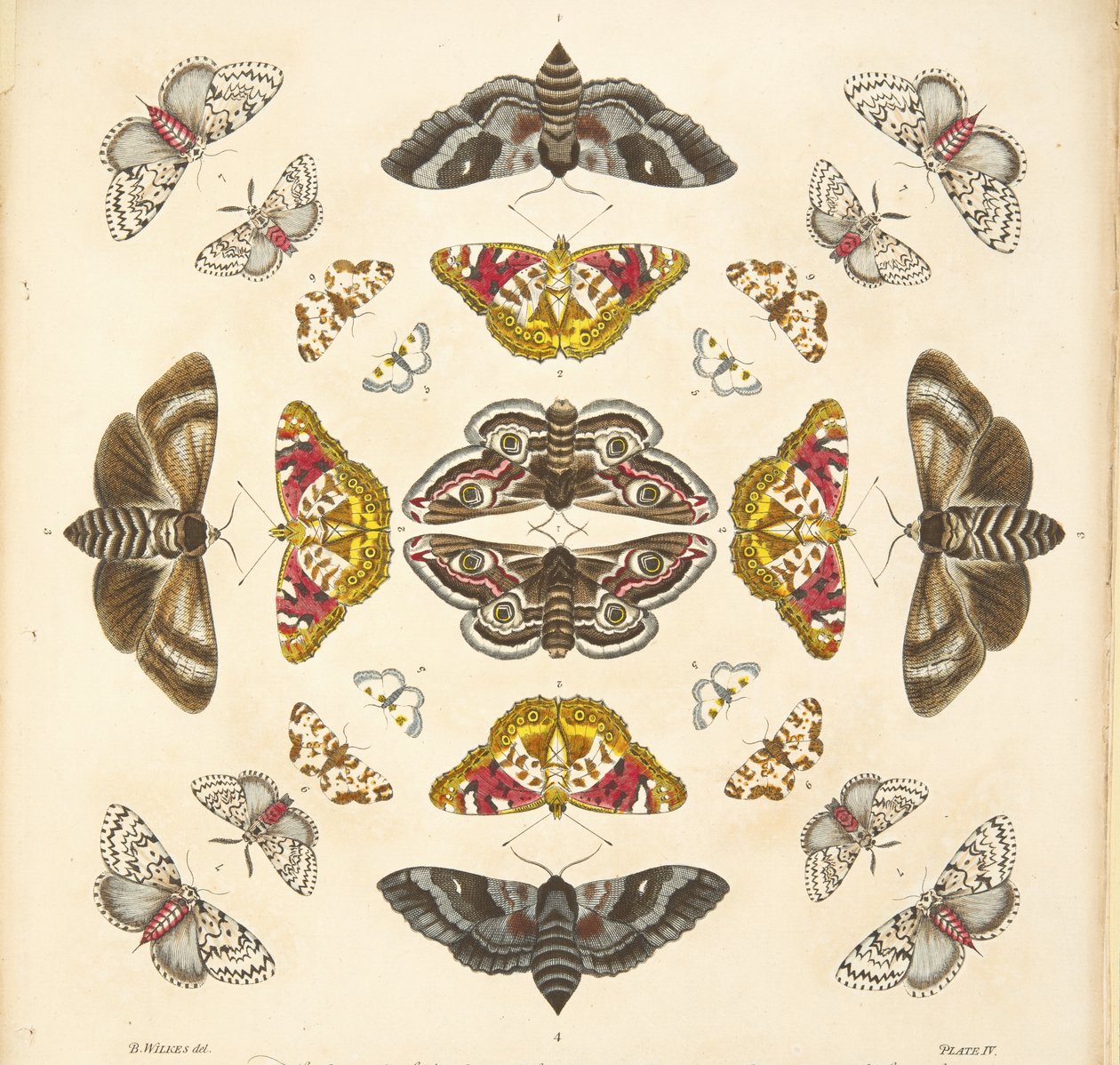 Részlet a IV. tábláról, az A Rare Depiction of Butterflies and Moths, pub. 1764 (kézzel színezett metszet) alkotó: Benjamin Wilkes