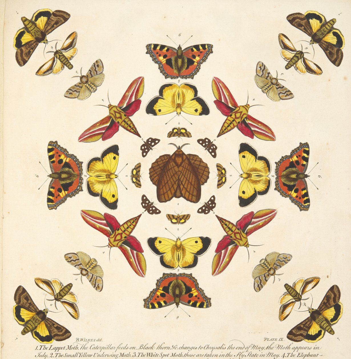 Részlet a IX. tábláról, az A Rare Depiction of Butterflies and Moths, pub. 1764 (kézzel színezett metszet) alkotó: Benjamin Wilkes
