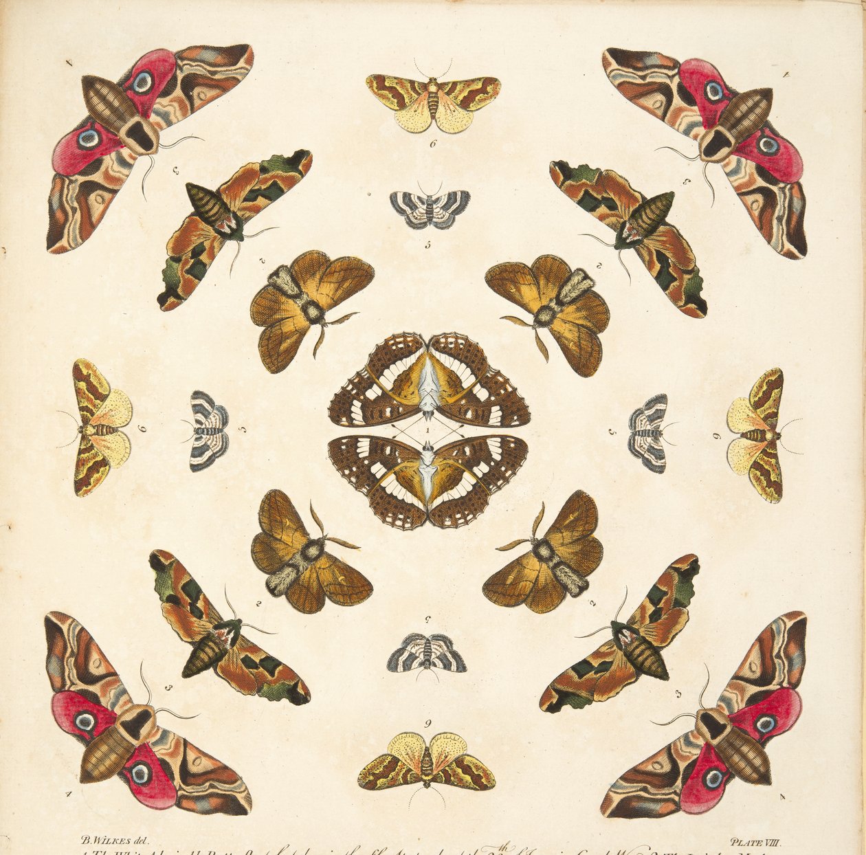 Részlet a VIII. tábláról, az A Rare Depiction of Butterflies and Moths, pub. 1764 (kézzel színezett metszet) alkotó: Benjamin Wilkes