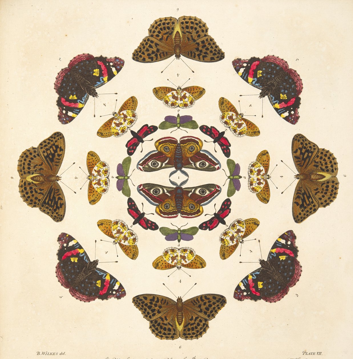 Részlet a VII. tábláról, az A Rare Depiction of Butterflies and Moths, pub. 1764 (kézzel színezett metszet) alkotó: Benjamin Wilkes