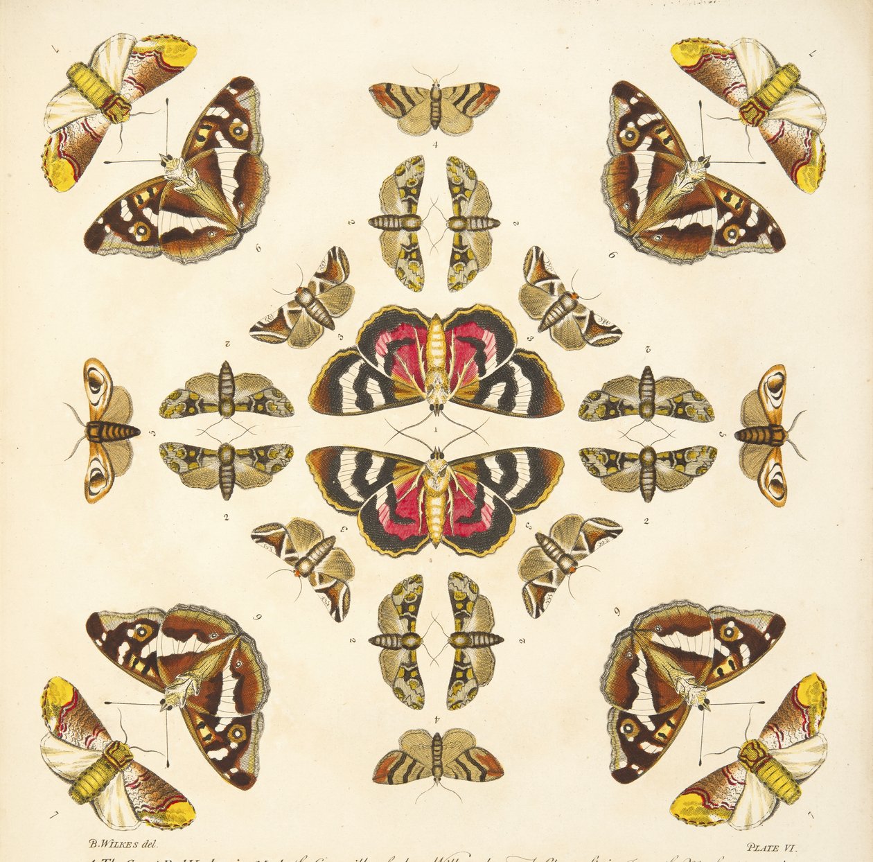 Részlet a VI. tábláról, az A Rare Depiction of Butterflies and Moths, pub. 1764 (kézzel színezett metszet) alkotó: Benjamin Wilkes