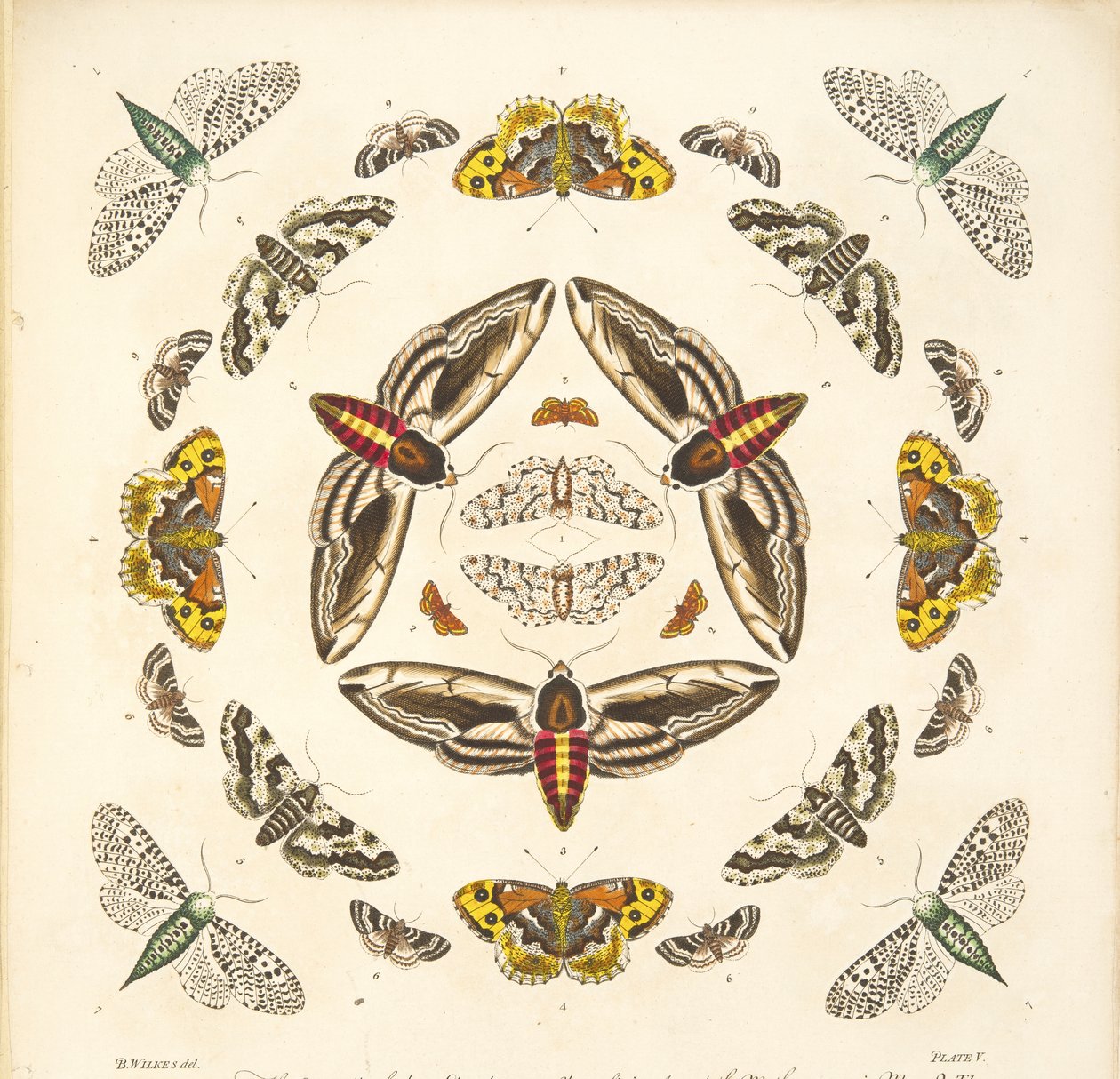Részlet az V. tábláról, az A Rare Depiction of Butterflies and Moths, pub. 1764 (kézzel színezett metszet) alkotó: Benjamin Wilkes