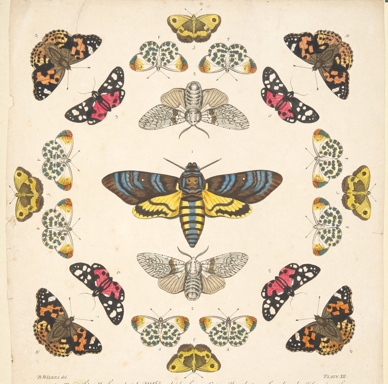 Részlet a XII. tábláról, az A Rare Depiction of Butterflies and Moths, pub. 1764 (kézzel színezett metszet) alkotó: Benjamin Wilkes