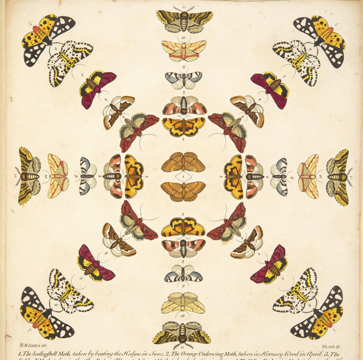 Részlet a XI. tábláról, az A Rare Depiction of Butterflies and Moths, pub. 1764 (kézzel színezett metszet) alkotó: Benjamin Wilkes