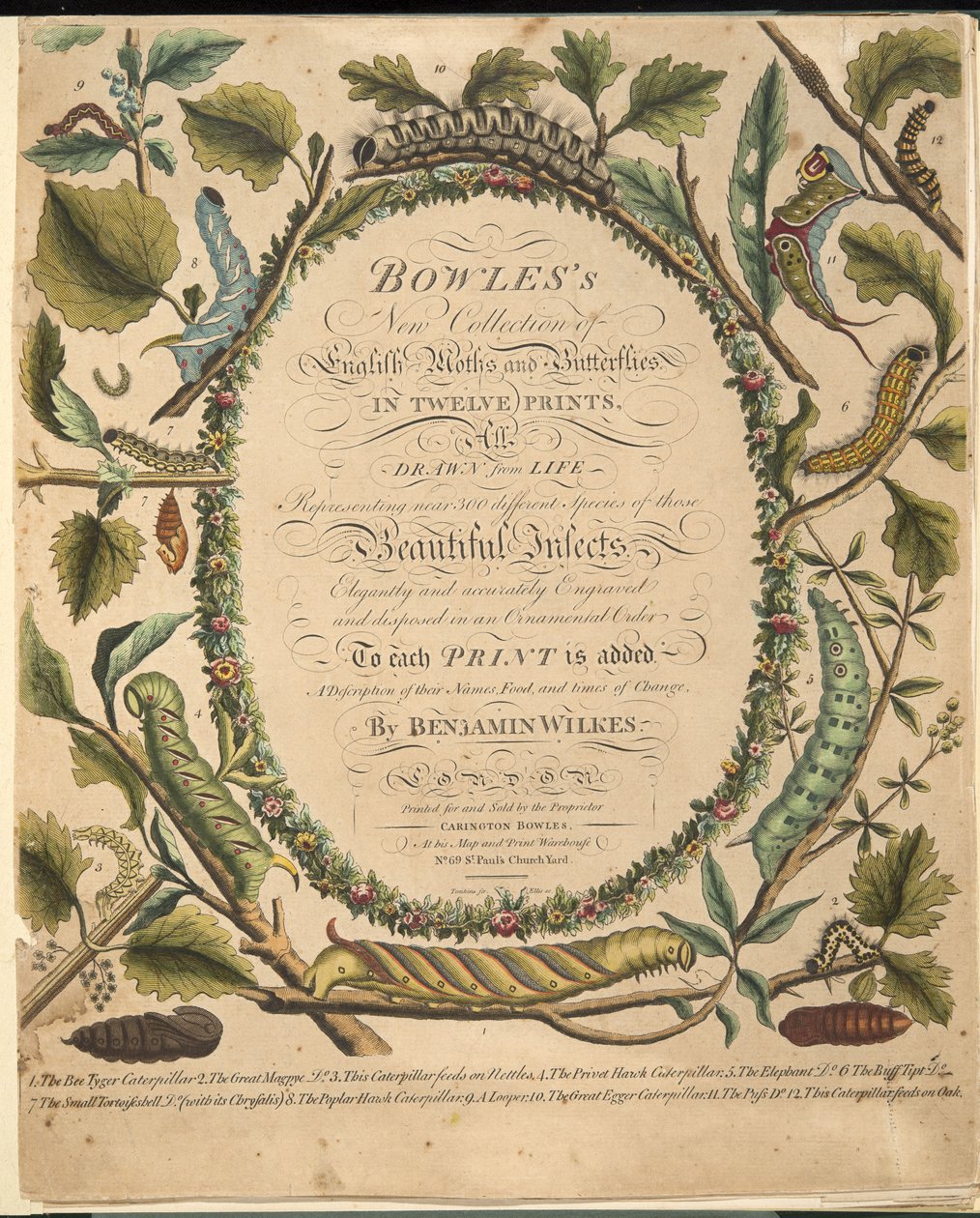 Frontispiece, A ritka pillangók és lepkék ábrázolásából, kocsma. 1764 (kézzel színezett metszet) alkotó: Benjamin Wilkes