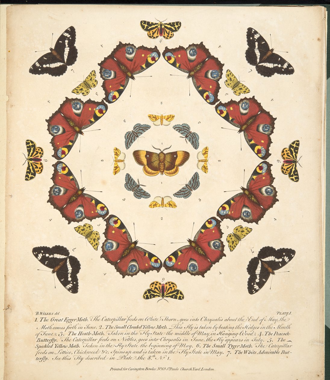 1. tábla, a Pillangók és lepkék ritka ábrázolásából, kocsma. 1764 (kézzel színezett metszet) alkotó: Benjamin Wilkes