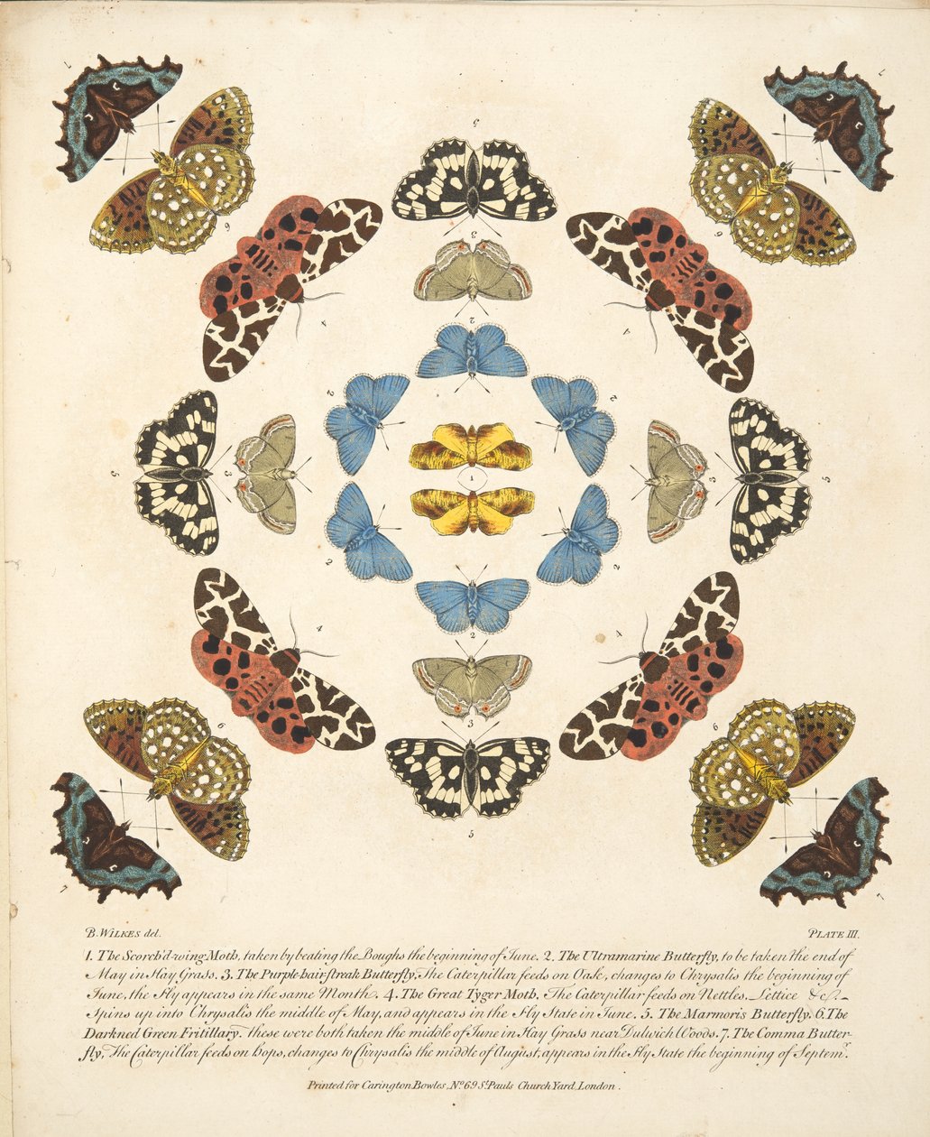 III. tábla, a Pillangók és lepkék ritka ábrázolásából, kocsma. 1764 (kézzel színezett metszet) alkotó: Benjamin Wilkes
