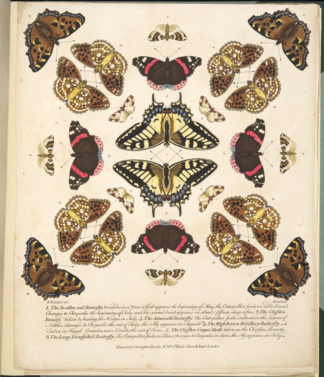 II. tábla, a Pillangók és lepkék ritka ábrázolásából, kocsma. 1764 (kézzel színezett metszet) alkotó: Benjamin Wilkes