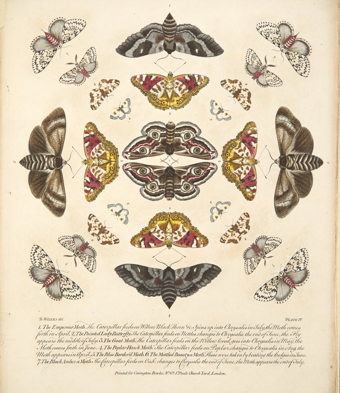 IV. tábla, a Pillangók és lepkék ritka ábrázolásából, kocsma. 1764 (kézzel színezett metszet) alkotó: Benjamin Wilkes