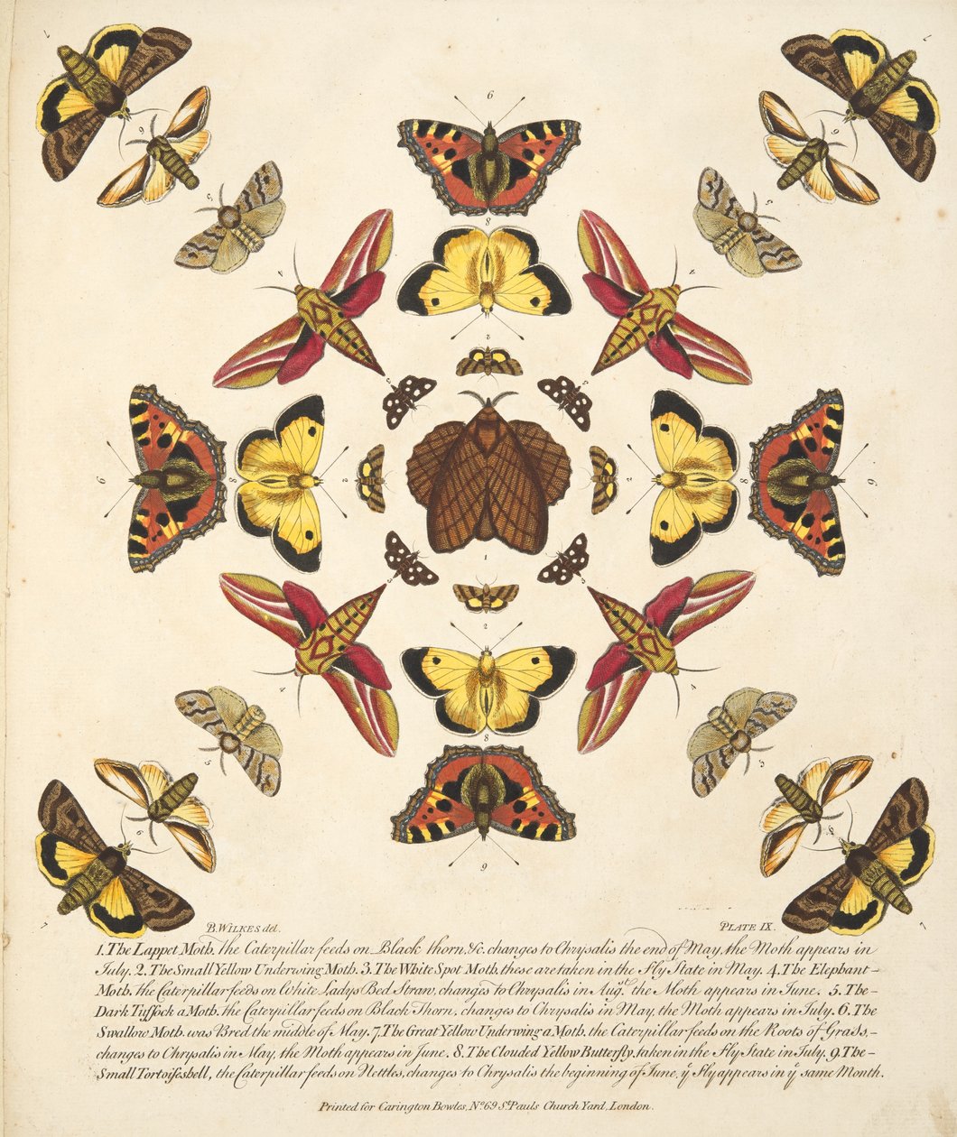 IX. tábla, a Pillangók és lepkék ritka ábrázolásából, kocsma. 1764 (kézzel színezett metszet) alkotó: Benjamin Wilkes