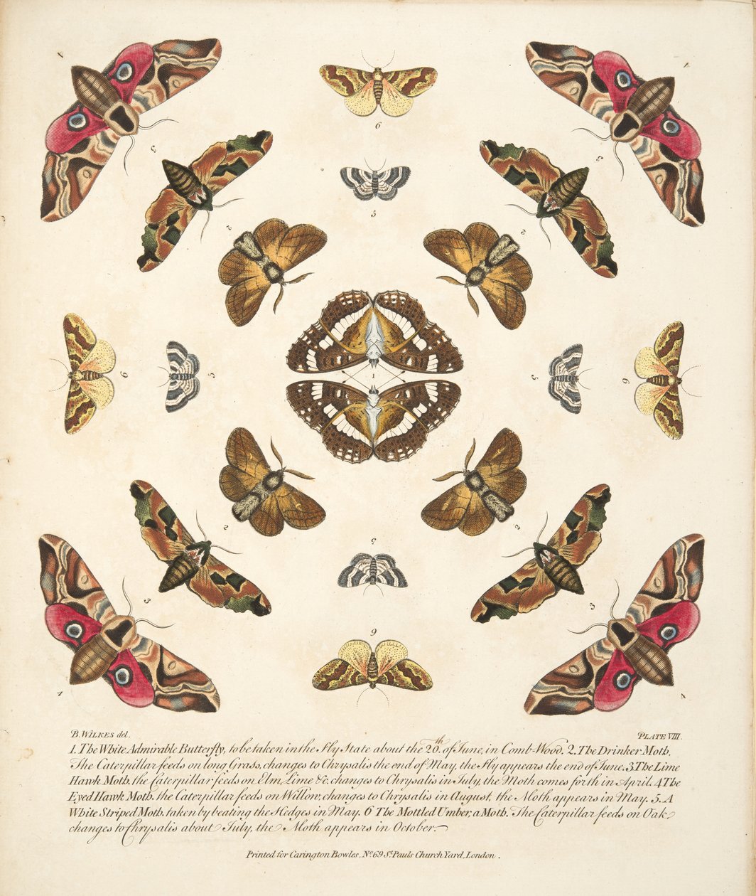 VIII. tábla, a Pillangók és lepkék ritka ábrázolásából, kocsma. 1764 (kézzel színezett metszet) alkotó: Benjamin Wilkes