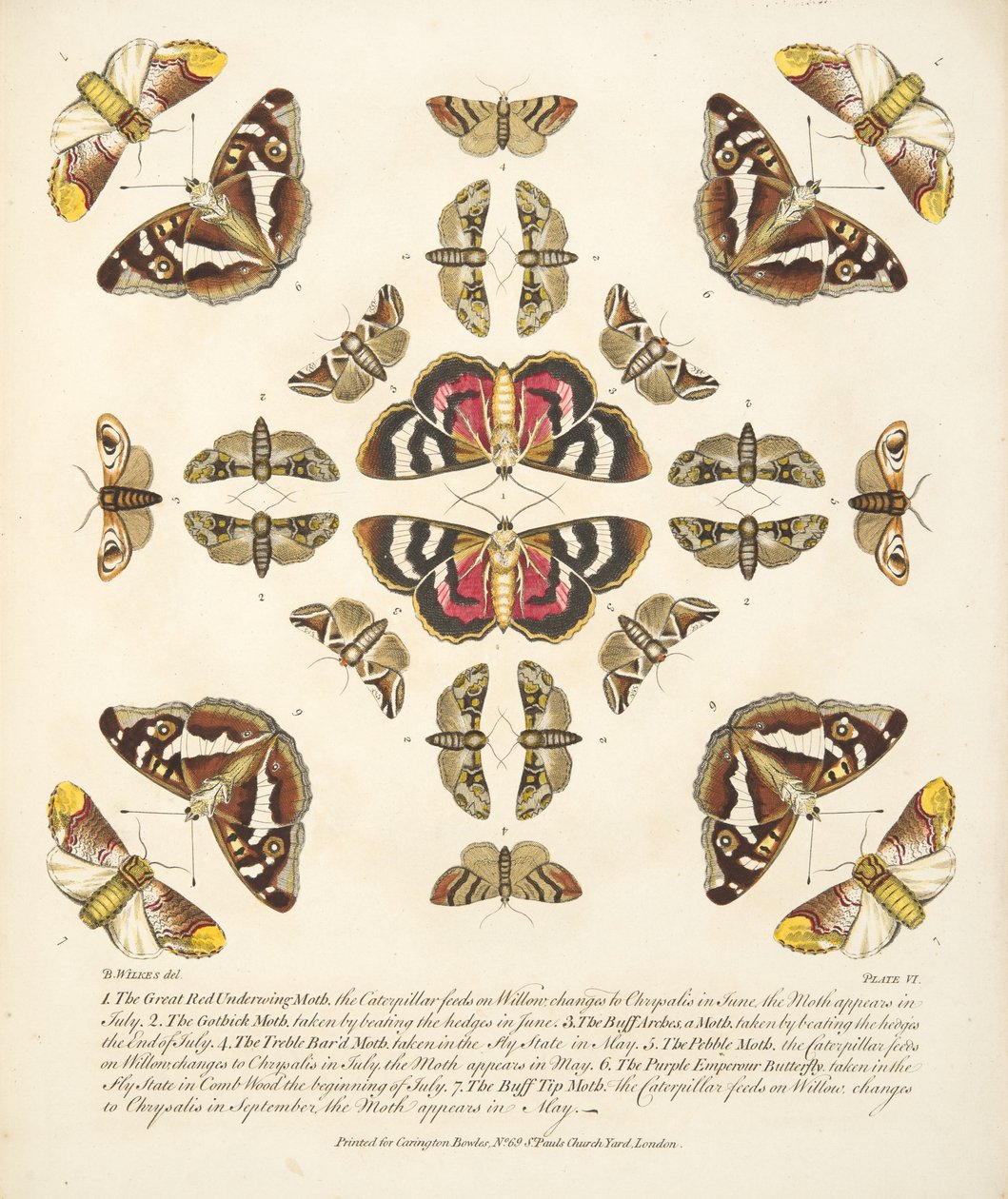 VI. tábla, a Pillangók és lepkék ritka ábrázolásából, kocsma. 1764 (kézzel színezett metszet) alkotó: Benjamin Wilkes