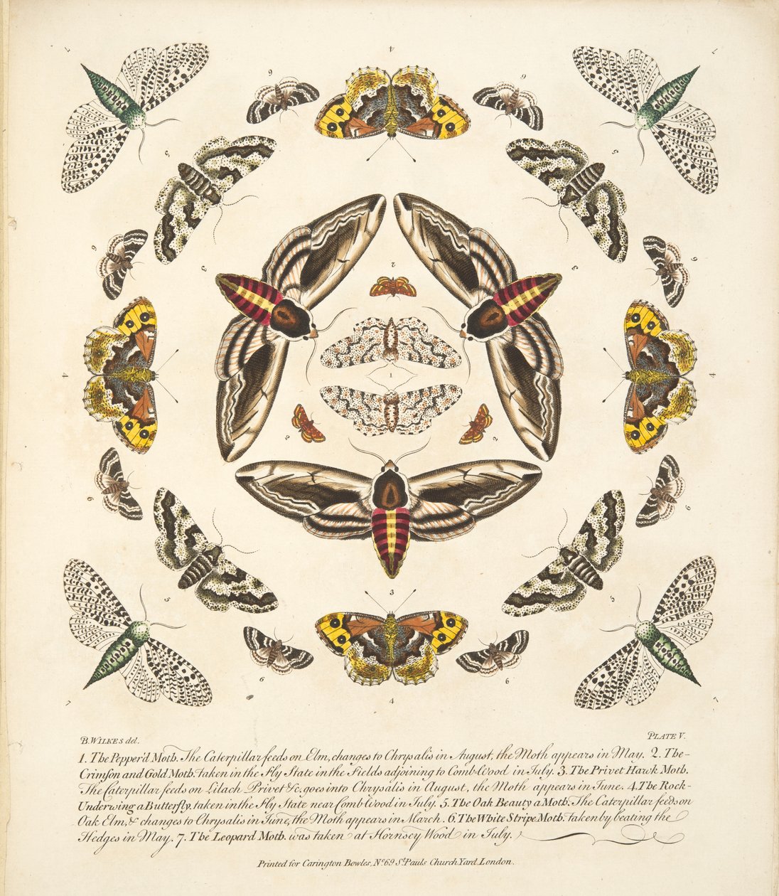 V. tábla, a Pillangók és lepkék ritka ábrázolásából, kocsma. 1764 (kézzel színezett metszet) alkotó: Benjamin Wilkes