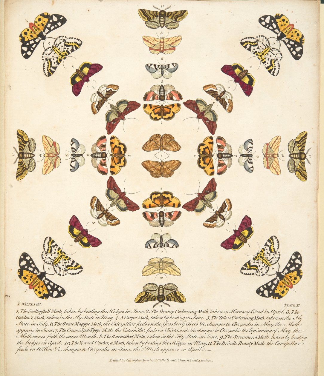 XI. tábla, a Pillangók és lepkék ritka ábrázolásából, kocsma. 1764 (kézzel színezett metszet) alkotó: Benjamin Wilkes