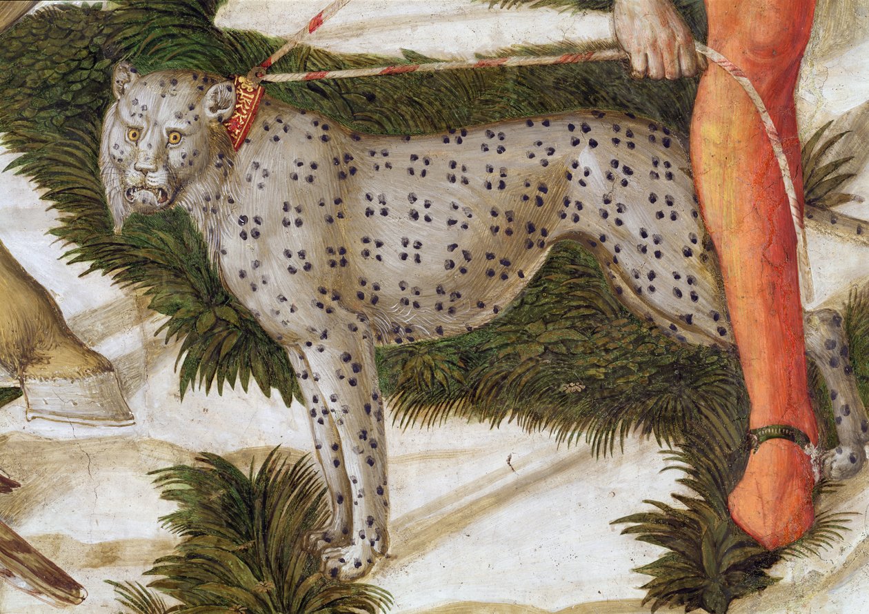 Pórázon feszülő leopárd, részlet a Mágusok utazása ciklusból a kápolnában, 1460 körüli freskórészlet a 70601-ből alkotó: Benozzo di Lese di Sandro Gozzoli