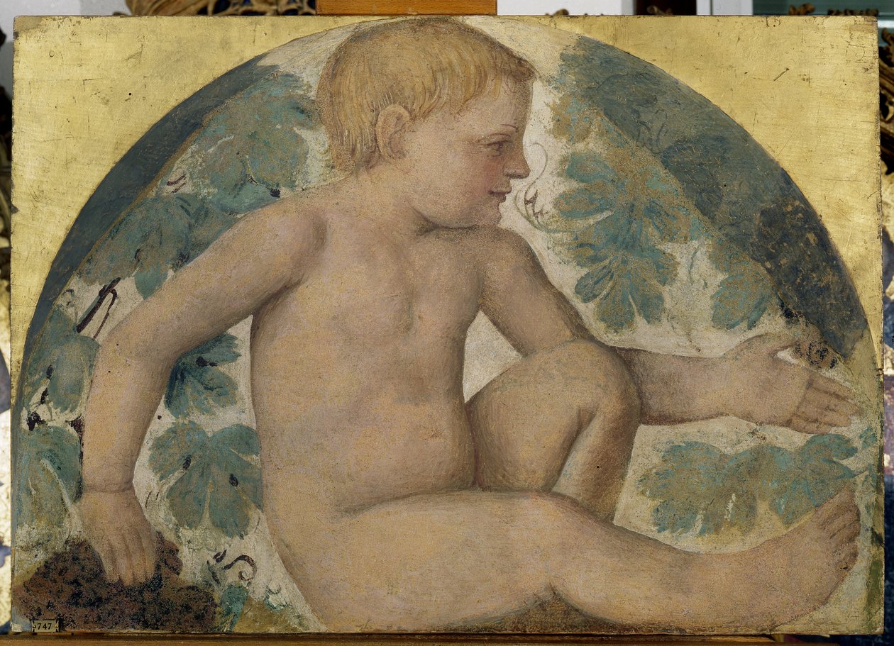 Betakarító putti – Puttó egy lugas alatt, 1514 körül (a fedélzeten hordott leválasztott freskó) alkotó: Bernardino Luini