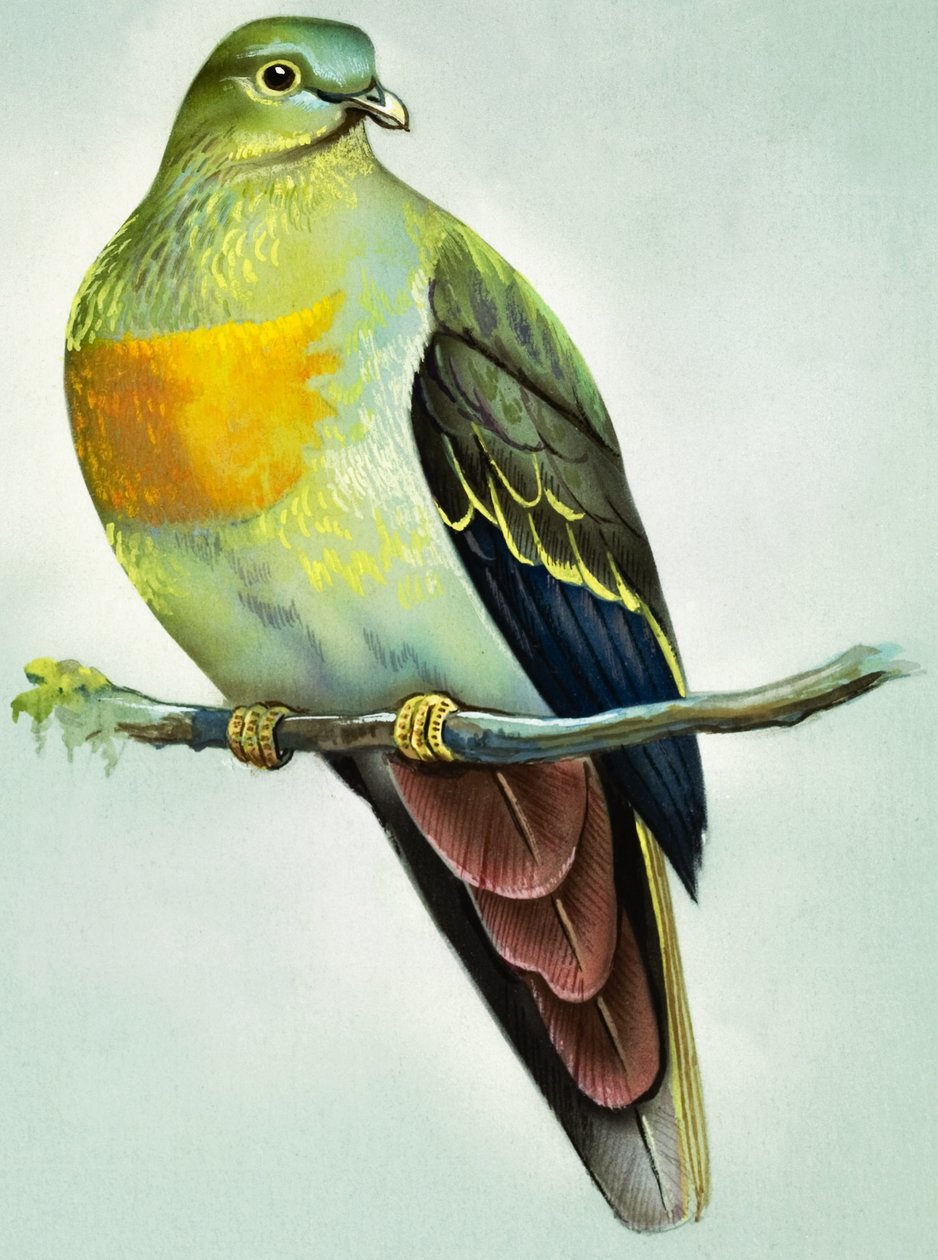Nagy zöld galamb (gouache, papír) alkotó: Bert Illoss