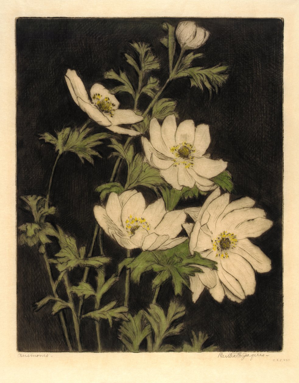 Anemones alkotó: Bertha E. Jaques