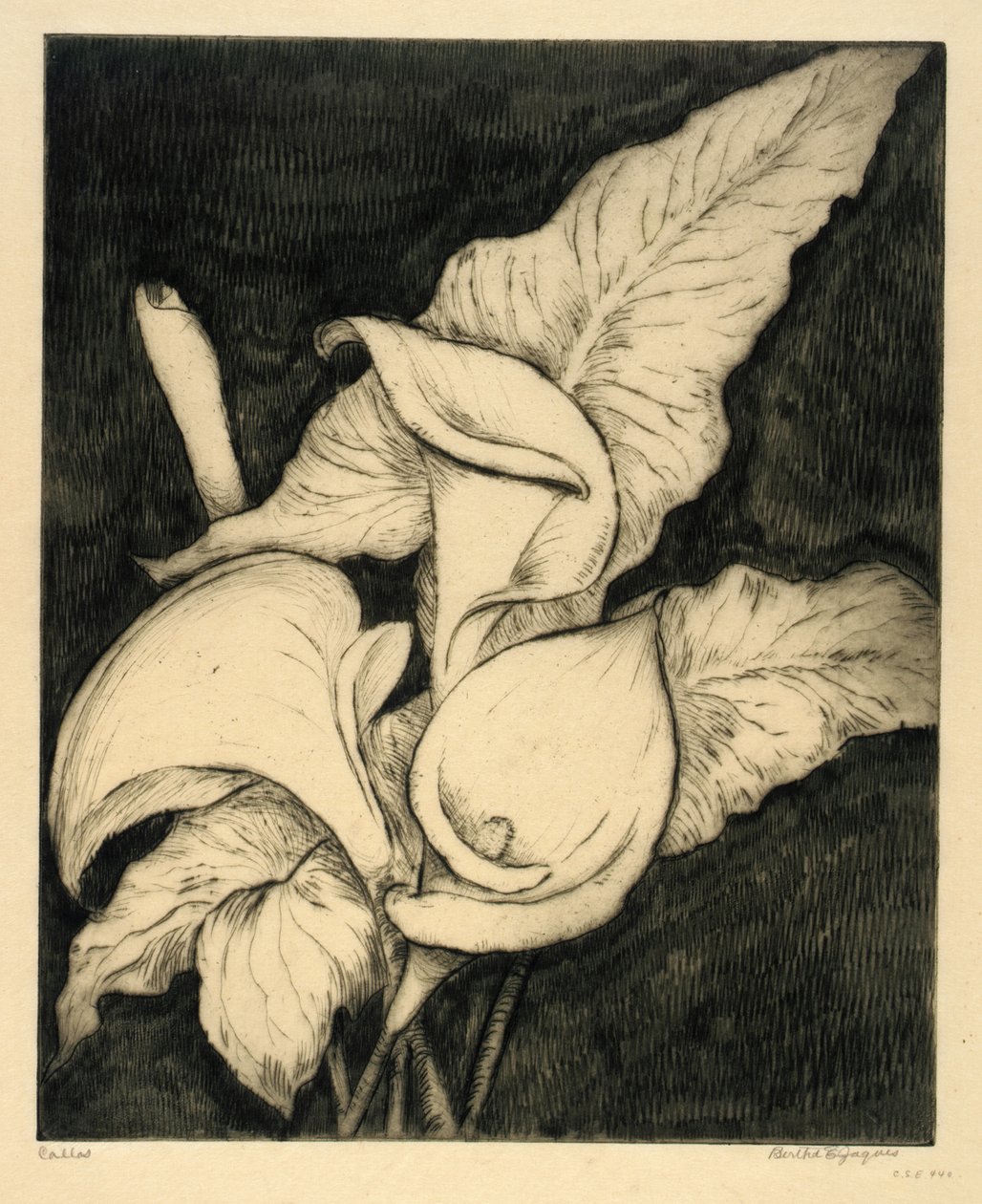 Callas alkotó: Bertha E. Jaques