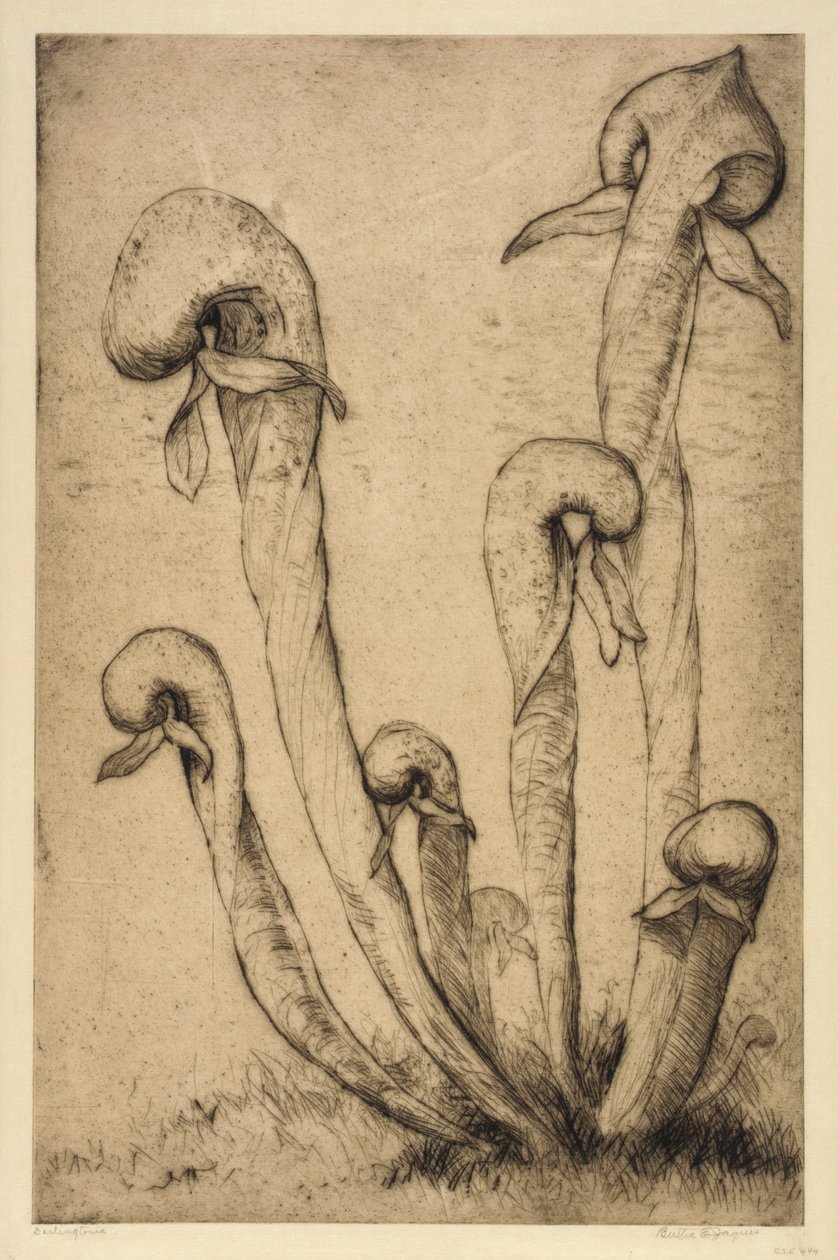 Darlingtonia alkotó: Bertha E. Jaques