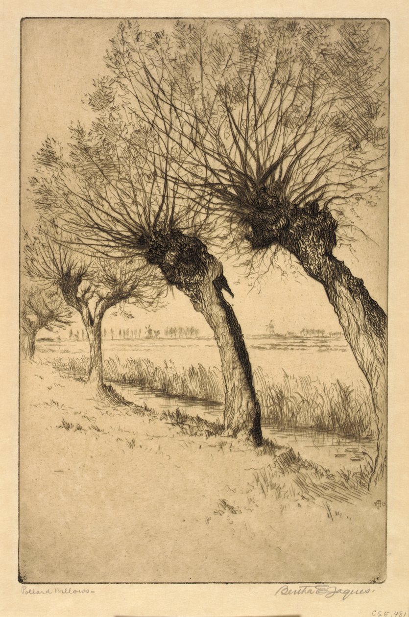Pollard Willows, Rijsord, Hollandia alkotó: Bertha E. Jaques