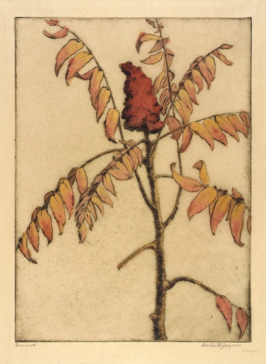 Sumac alkotó: Bertha E. Jaques