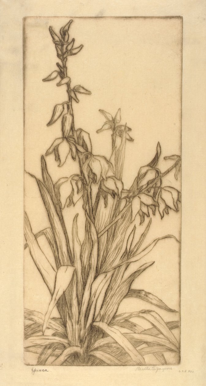 Yucca alkotó: Bertha E. Jaques