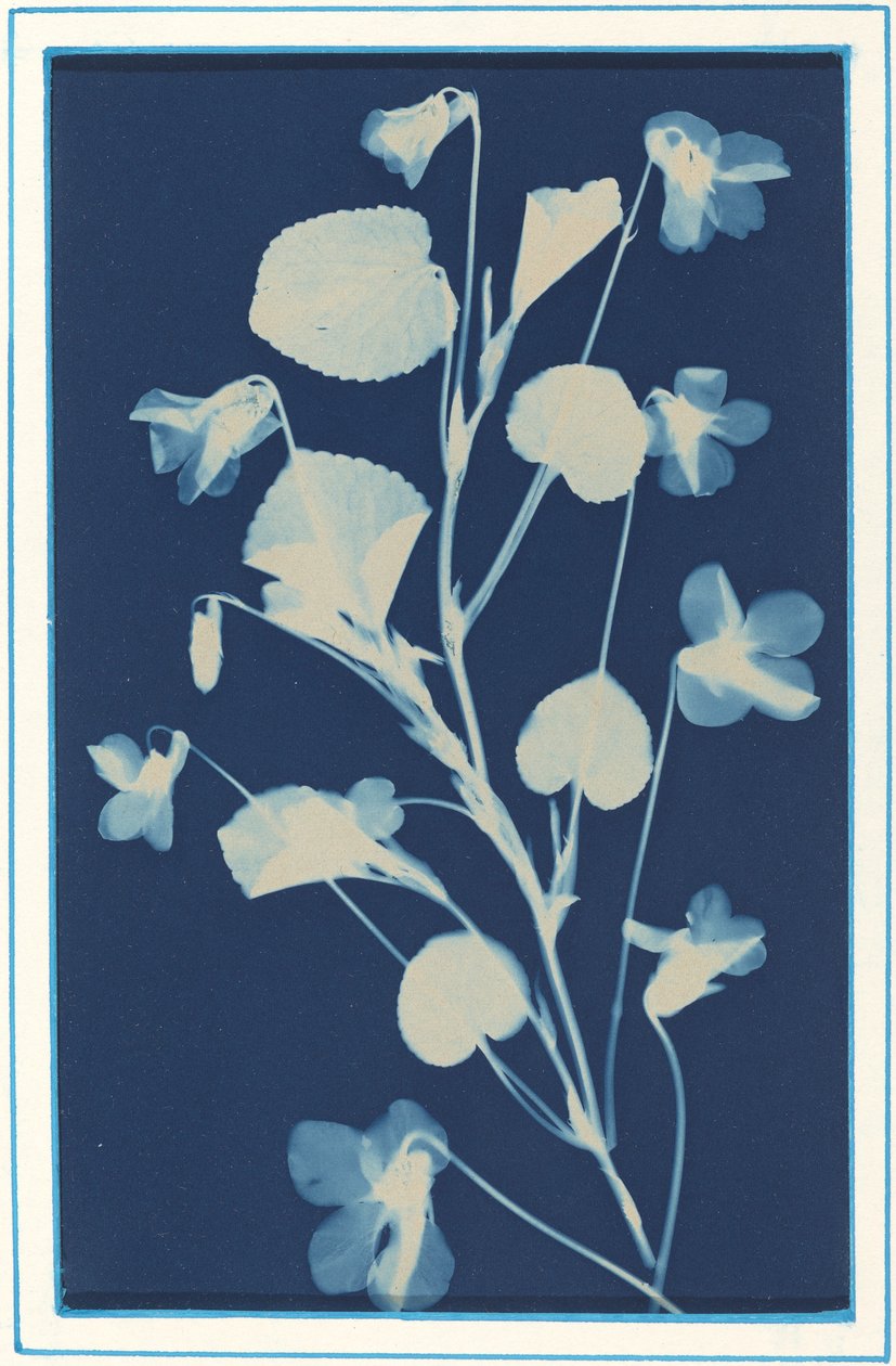 Cím nélkül, c. 1900. alkotó: Bertha Evelyn Jacques